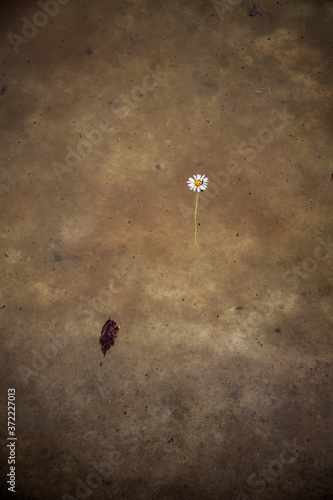 flor y hoja