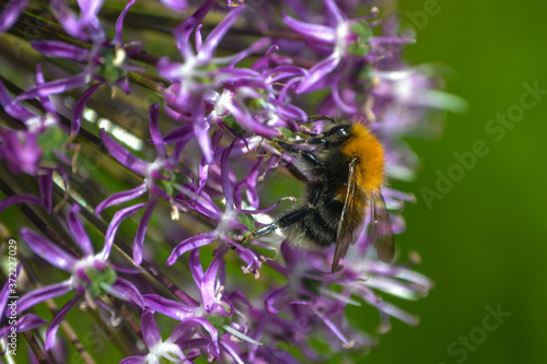 Tree Bumble Bee on a Mauve Allium flower © Dave