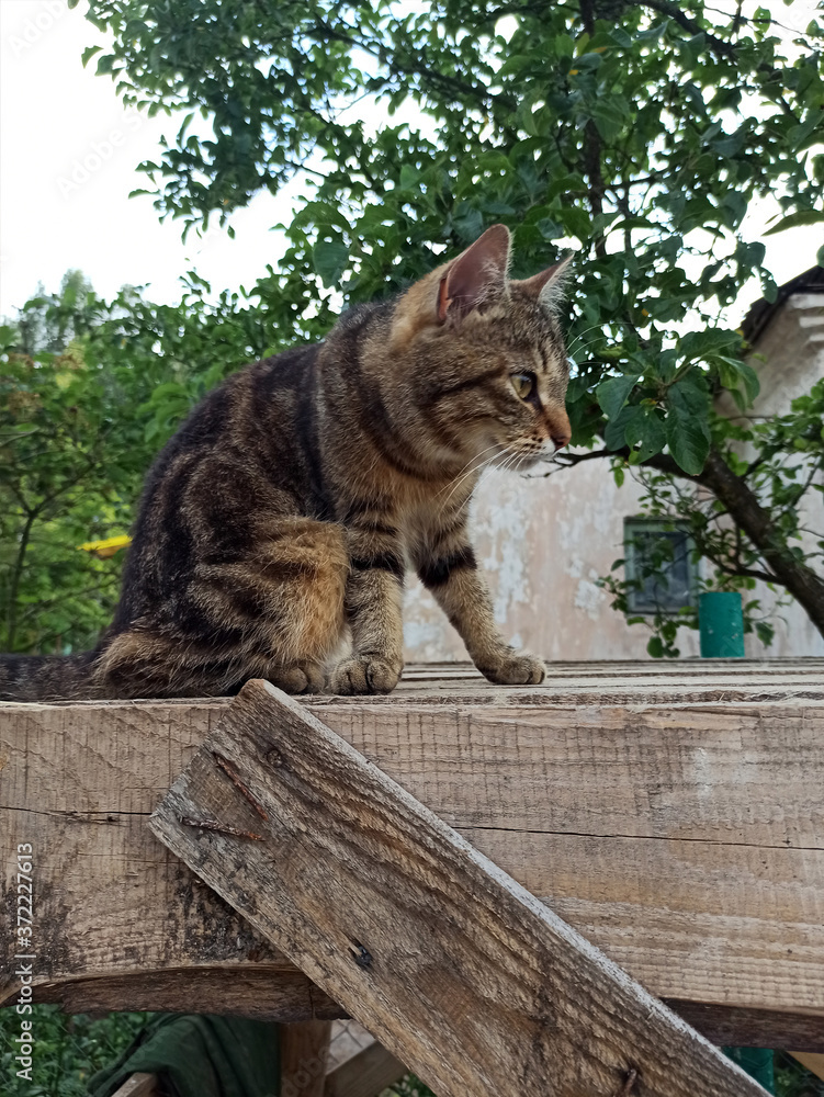 Photo of a striped cat sitting high. Summer cat outdoors.
