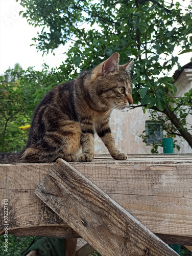 Obraz na płótnie Photo of a striped cat sitting high. Summer cat outdoors. w salonie