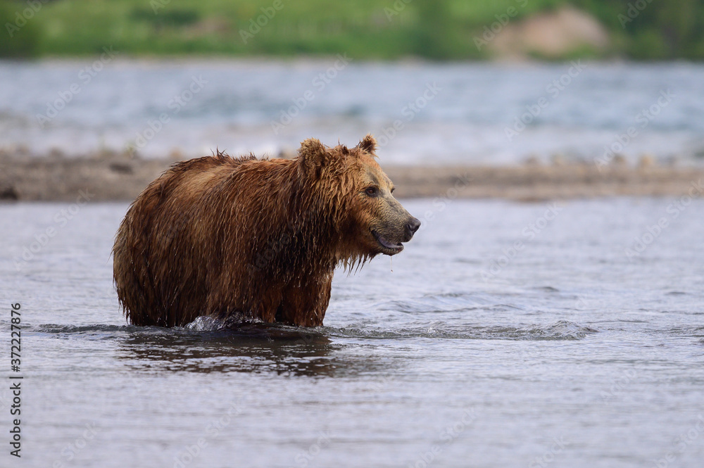 Ruling the landscape, brown bears of Kamchatka (Ursus arctos beringianus) Ruling the landscape, brown bears of Kamchatka (Ursus arctos beringianus)