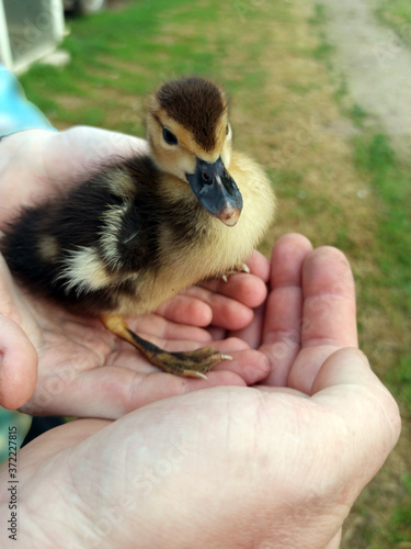 Obraz na płótnie photo of a little duckling. cute fluffy duck stands in human palms w salonie