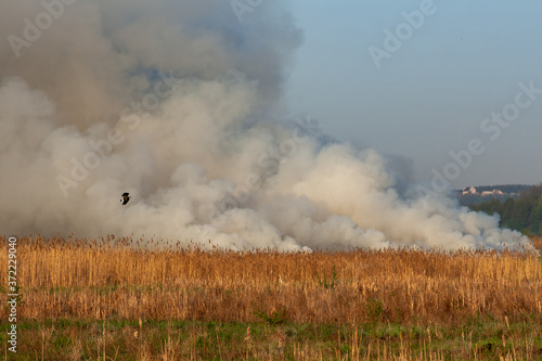 picturesque view of smoke on peat field - fire nature