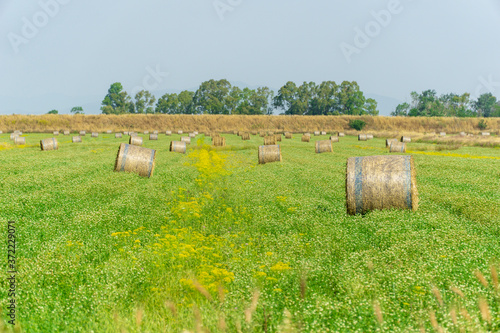 Italy Tuscany Alberese Grosseto, field with hay bales grass and yellow flowers, panoramic view