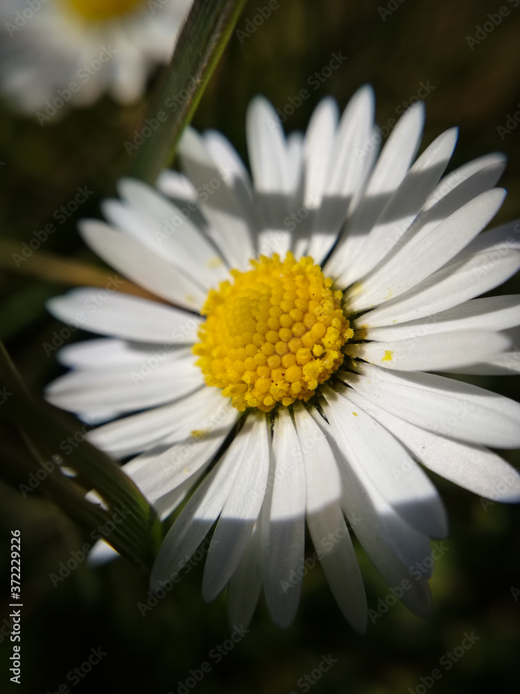Obraz premium A white daisy flower in close-up in the garden
