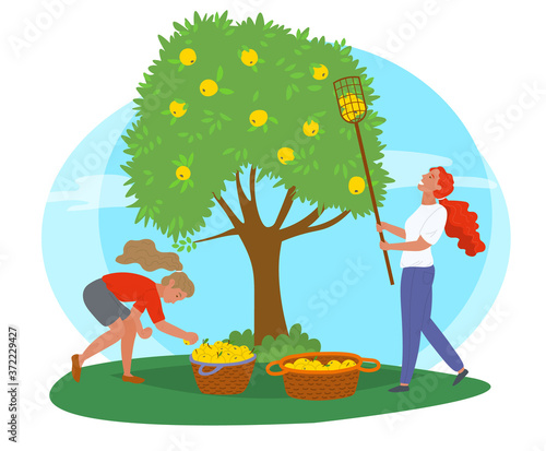 Young girls near tree picking yellow apples with fruit picker and putting them in straw baskets isolated on white. Harvest in orchard vector illustration. Pick apples concept. Flat cartoon