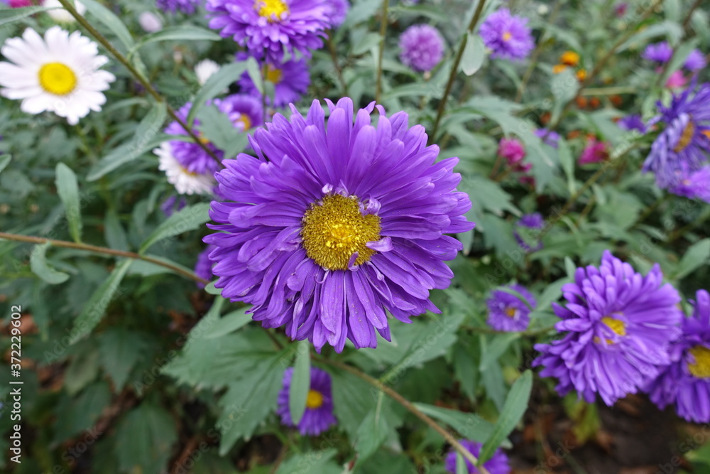 Fototapeta premium Flowering purple semi double China asters in September