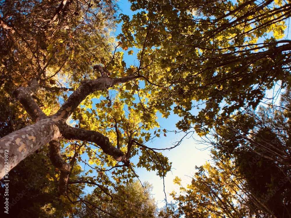 tree in autumn