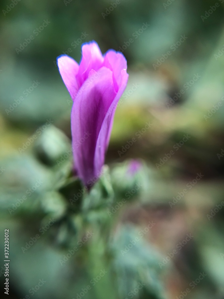 purple flower in spring