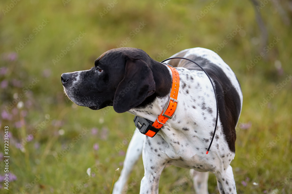 Dog english pointer