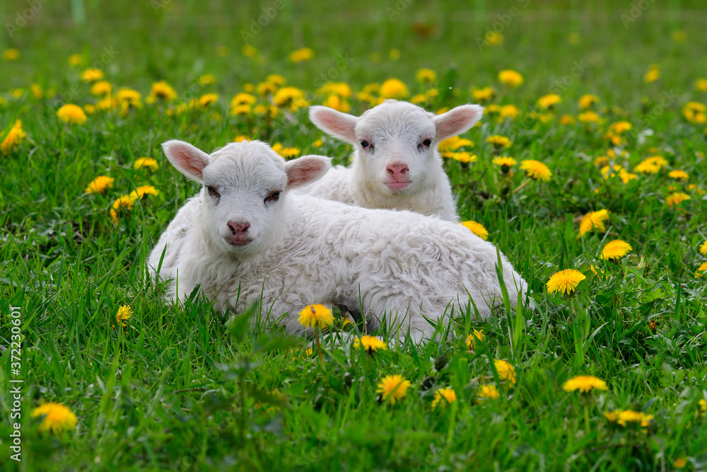 Obraz premium Die Ostpreußische Skudde mit Lamm 