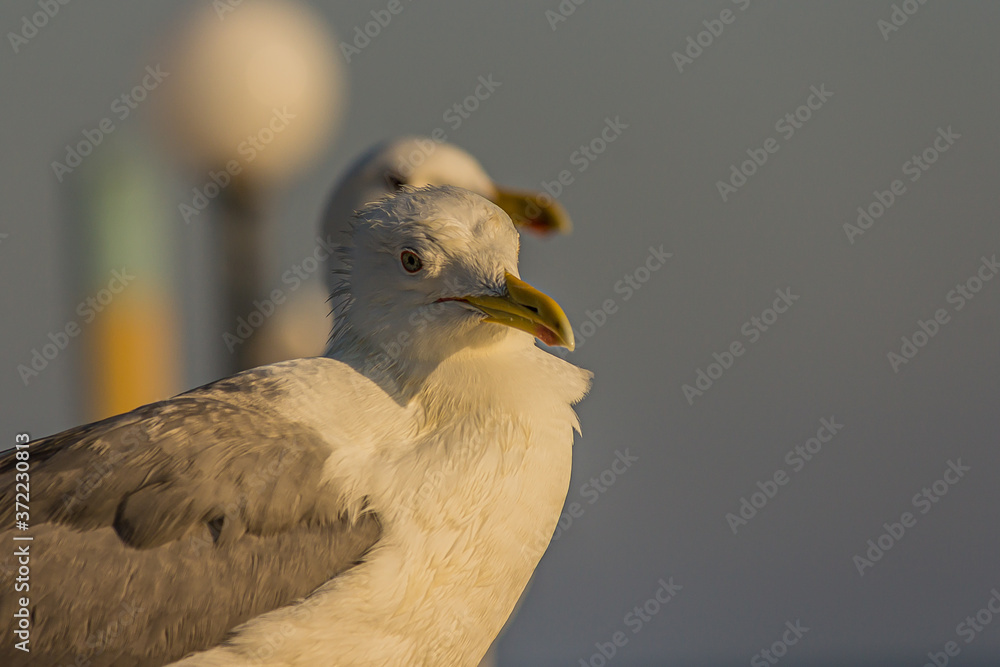 The Caspian gull (Larus cachinnans) is a large gull and a member of the herring and lesser black-backed gull complex. The Caspian gull breeds around the Black and Caspian Seas. The Caspian gull (Larus cachinnans) is a large gull and a member of the herring and lesser black-backed gull complex. The Caspian gull breeds around the Black and Caspian Seas.
