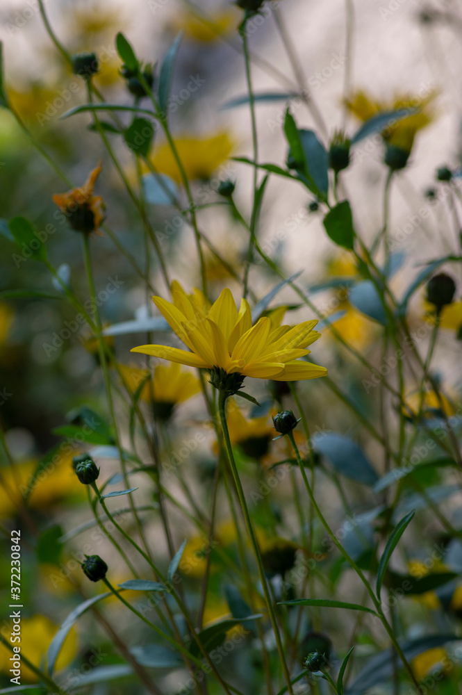 Helianthus tuberosus yellow Jerusalem artichoke sunflower flowers in bloom, beautiful food flowering plant