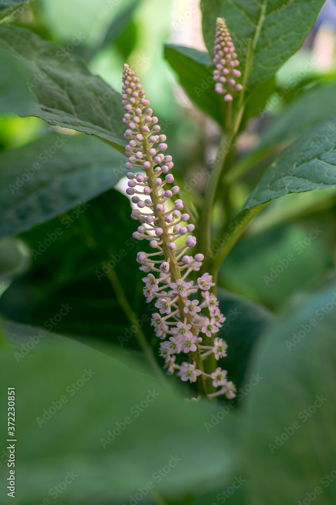 Phytolacca esculenta indian poke bush asian pokeweed flowering plant, group of white light pink flowers in bloom