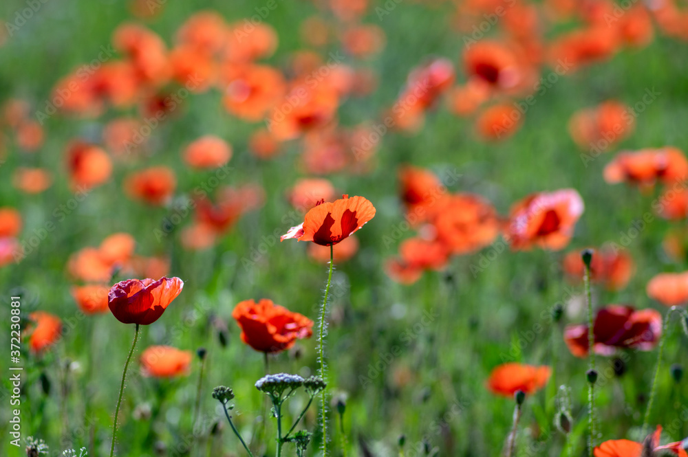 Obraz premium Papaver rhoeas common poppy seed bright red flowers in bloom, group of flowering plants on meadow, wild plants