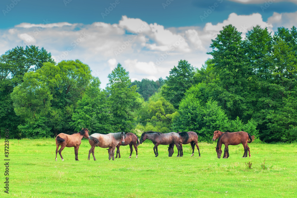 Herd of wild horses grazing on summer green fields by blue sky