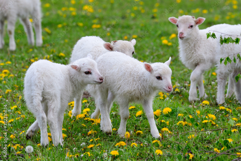 Obraz premium Die Ostpreußische Skudde mit Lamm