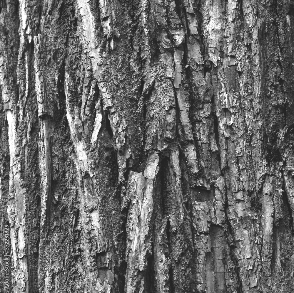 Obraz premium blackwhite tree bark