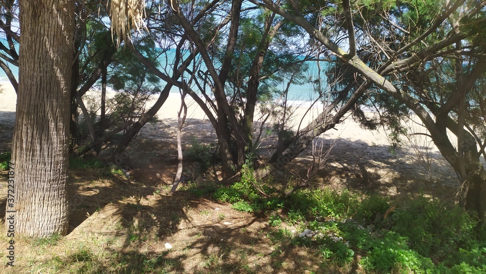 trees in the forest