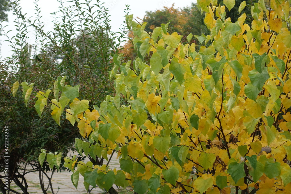 Obraz premium Yellowish green foliage of cercis canadensis in October