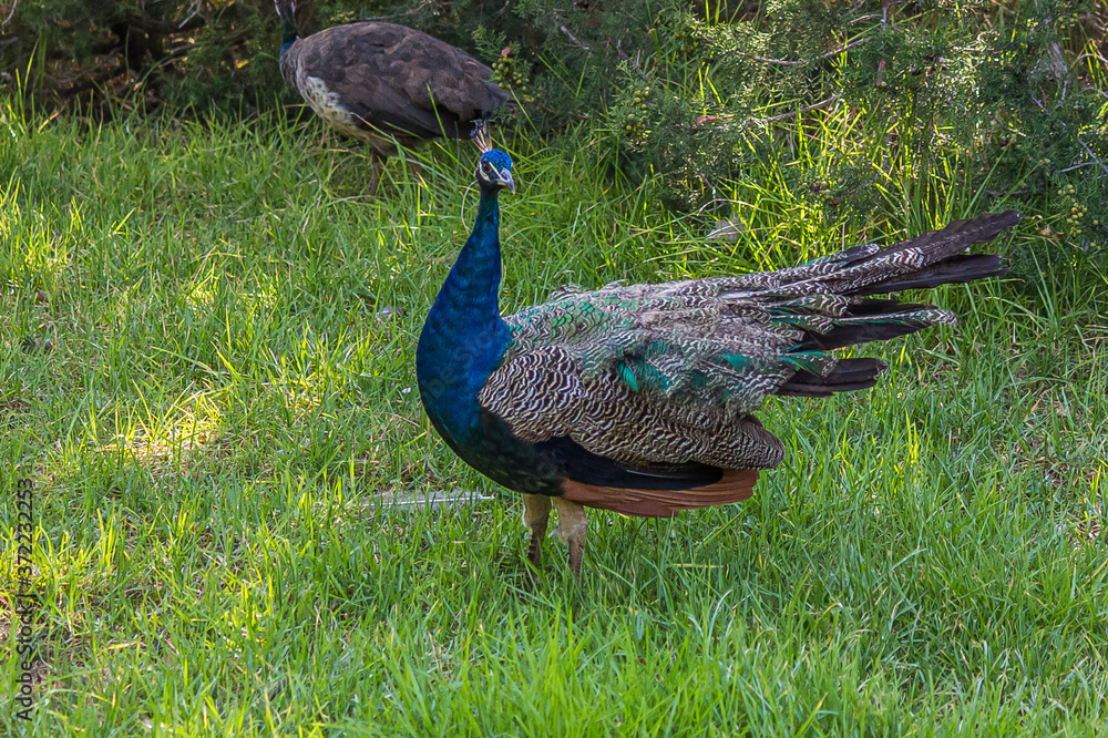 Fototapeta premium The Indian peafowl (Pavo cristatus), also known as the common or blue peafowl, is a peafowl species native to the Indian subcontinent. It has been introduced to many other countries.