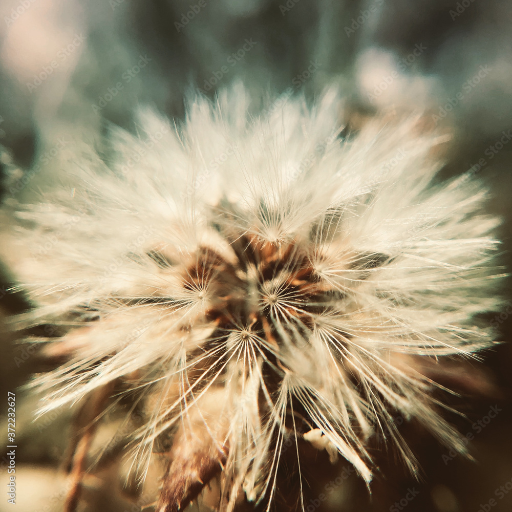 dandelion seed head