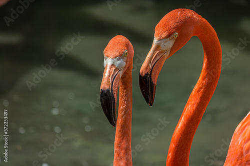 The American or Caribbean flamingo (Phoenicopterus ruber) is a large species of flamingo. It is the only flamingo that inhabits North America. It is a large wading bird with reddish-pink plumage.