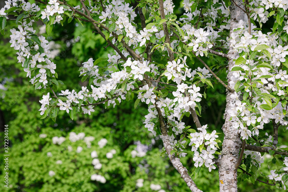 Beautiful apple tree flowering in city park Beautiful apple tree flowering in city park