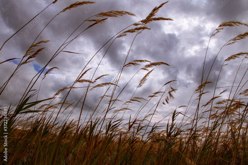 On the field before the storm. View from the yellowed grass of a large meadow to the gloomy pre-storm sky On the field before the storm. View from the yellowed grass of a large meadow to the gloomy pre-storm sky