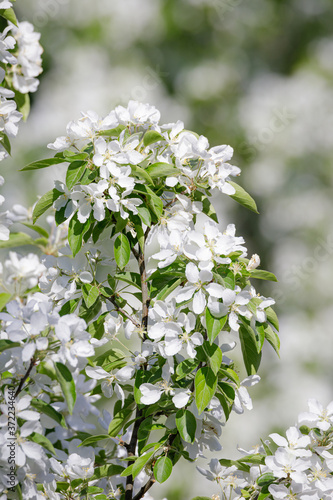 Fototapeta Naklejka Na Ścianę i Meble -  Beautiful apple tree flowering in city park