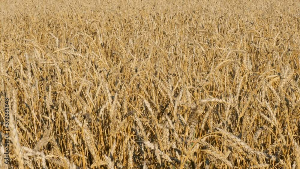 Wheat field under a blue sky with clouds. Wheat field under a blue sky with clouds.