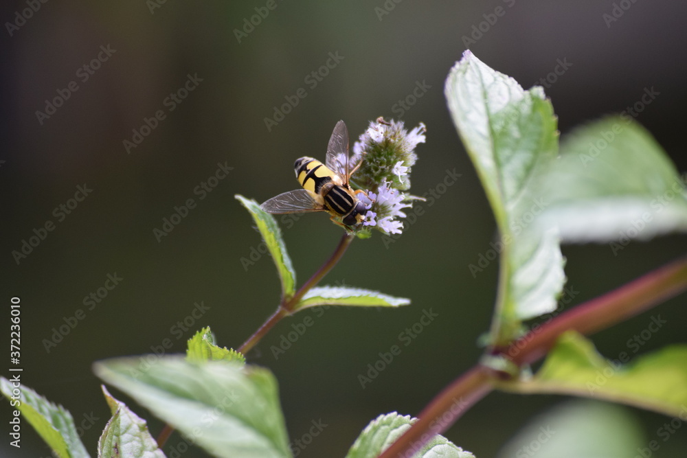 Fototapeta premium Skull hover fly