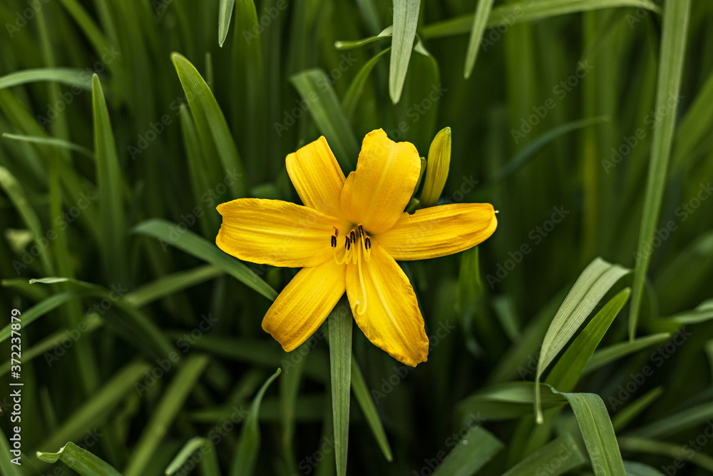Obraz premium Yellow lily close-up on a background of greenery. Summer time.