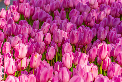 Violet tulip flowers