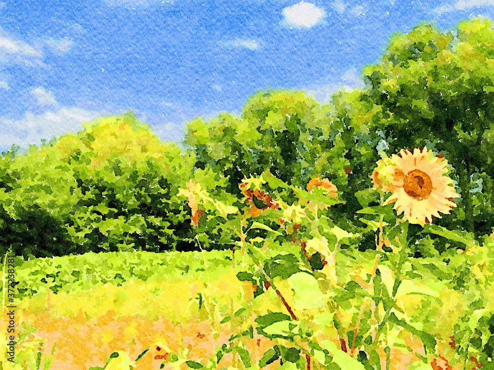 Watercolor paintings summer  landscape, fine art