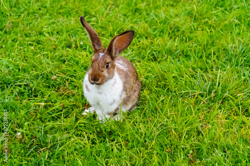 Ginger rabbit with white spots on green grass