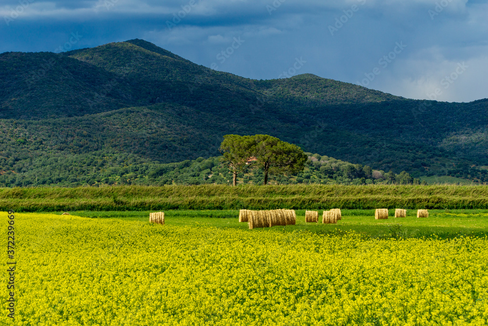 Italy Tuscany Grosseto Maremma rural landscape in bloom, rapeseed fields in flowering hills and pine forest