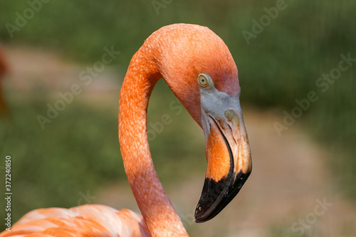 Profile of a pink flamingo bird standing on the grass on dark green background. Close up of a pink flamingo.