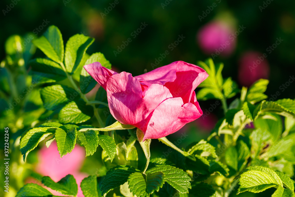 Blossoming dogrose flowers in the summer garden Blossoming dogrose flowers in the summer garden