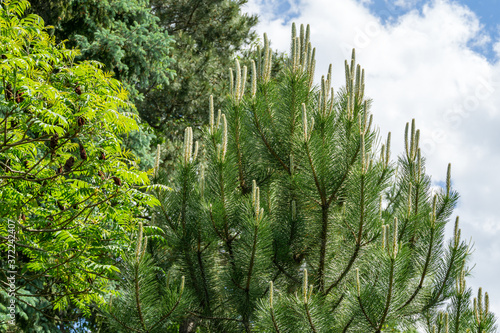 Young shoots of Austrian pine or black pine (Pinus Nigra).Green shoots on branches on blue sky with white clouds in spring garden. Rhus typhina (Staghorn sumac) in left. There is place for text photo