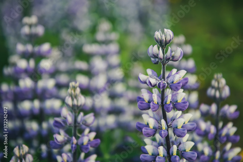 Lupine flowers in Iceland