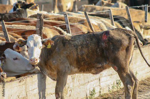 Injured cow on the edge of the corral. 