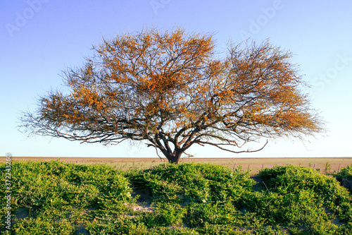 Big Bush , Acacia caven,  in the middle of a field. photo