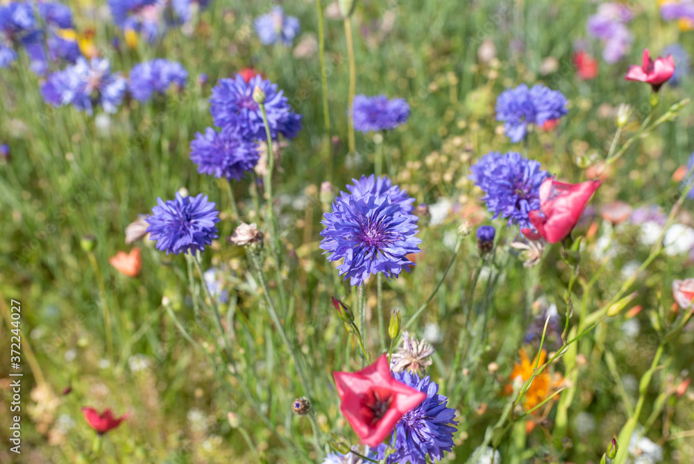 wild flowers grown as border plants natural spring bloom colourful flowers wild flowers grown as border plants natural spring bloom colourful flowers