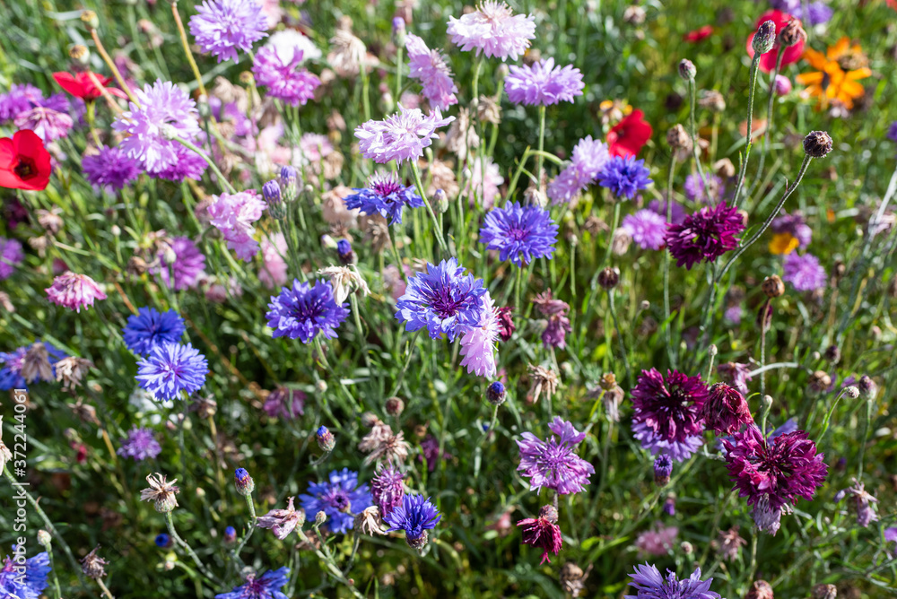 wild flowers grown as border plants natural spring bloom colourful flowers wild flowers grown as border plants natural spring bloom colourful flowers