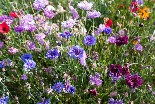 wild flowers grown as border plants natural spring bloom colourful flowers