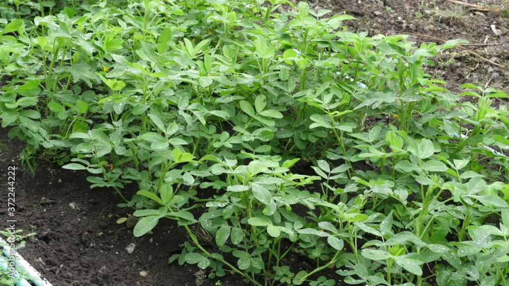 4K Peanuts young plant with green leaves in plantation farm, rural agriculture concept. 4K Peanuts young plant with green leaves in plantation farm, rural agriculture concept.