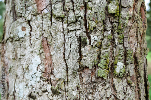 Textured background of tree's bark with moss covered. Copy space for nature and environment. green covered moss on bark of tree trunk.