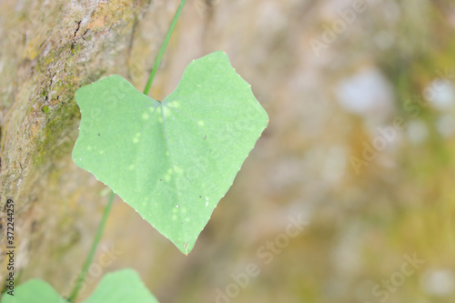Copy space of heart-like leaf of Coccinia grandis climbing on tree. For background,nature,environment,ecology concept. Shallow depth of field.