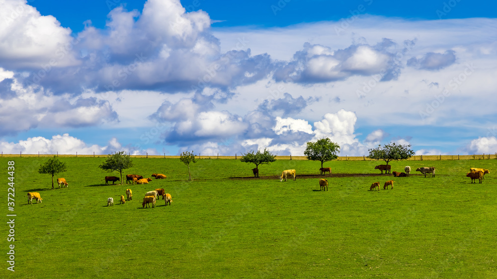 Fototapeta premium cows on a meadow